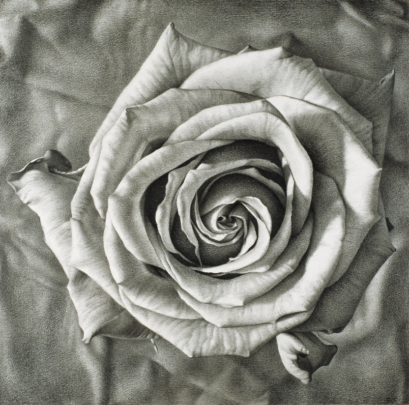 Rosa II - carbone su tavola cm 40x40 © Gianluca Corona