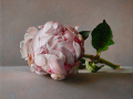 Peony - 2024 - olio su tavola cm 25x25 © Gianluca Corona